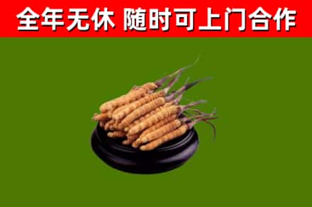 贵州省回收冬虫夏草