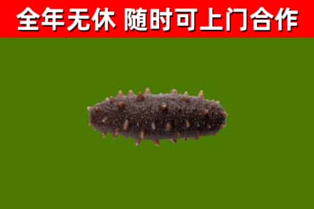 贵州省回收海参干